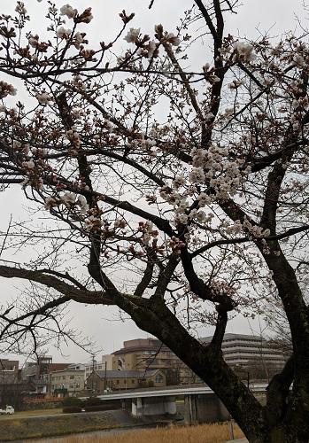 20200317鴨川の桜.jpg