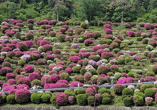 20190503蹴上浄水場のツツジ.jpg