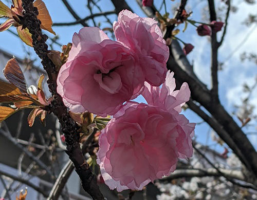 20200406高瀬川の八重桜.jpg