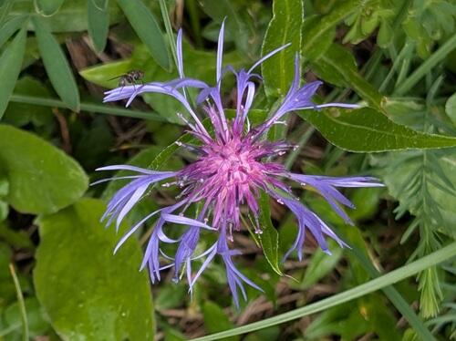 20250725ヤグルマギクの類Centaurea montana.jpg