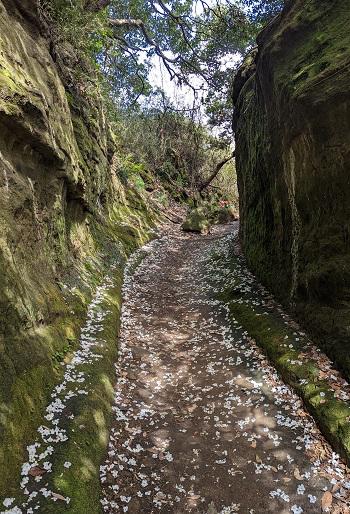 20220402岩場の間の桜道.jpg