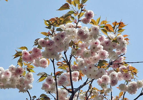 20180410鴨川の桜.JPG